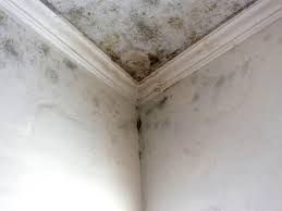 Why You Should Choose Our Mold Remediation Services in Kensington Park, FL